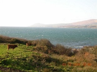 Dunmanus Bay with cows!